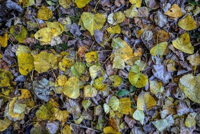 Full frame shot of yellow autumn leaves