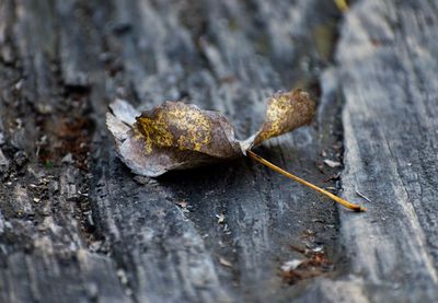 Close-up of dry leaf on wood