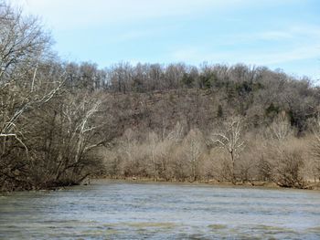 Scenic view of river amidst trees against sky