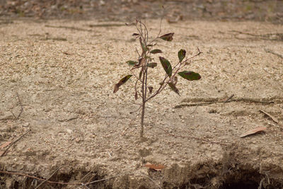 Close-up of small plant on land