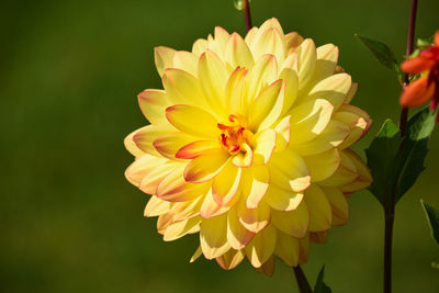 Close-up of dahlia