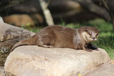 Close-up of a otter on rock