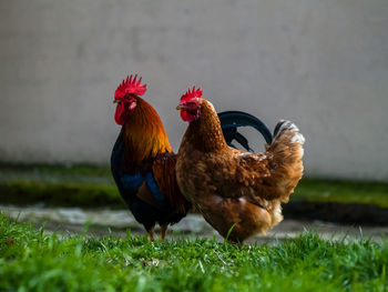 Close-up of rooster on field