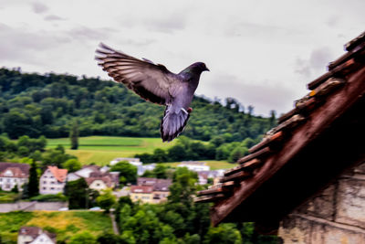 Close-up of bird flying against sky