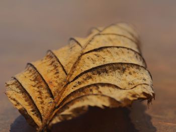 Close-up of dry leaf