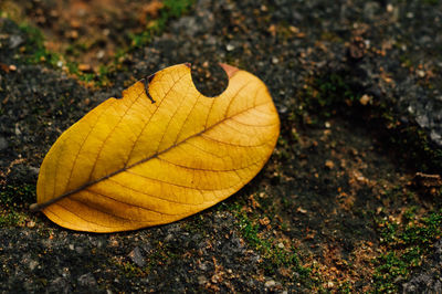 Close-up of yellow leaf on field