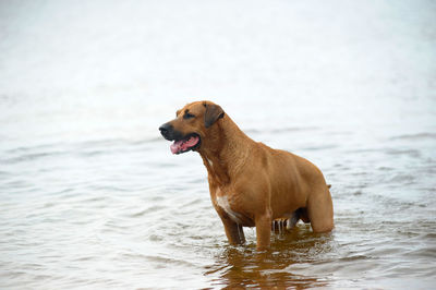 Dog looking away in sea