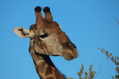 Low angle view of giraffe against clear blue sky