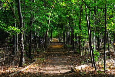 Dirt road passing through forest