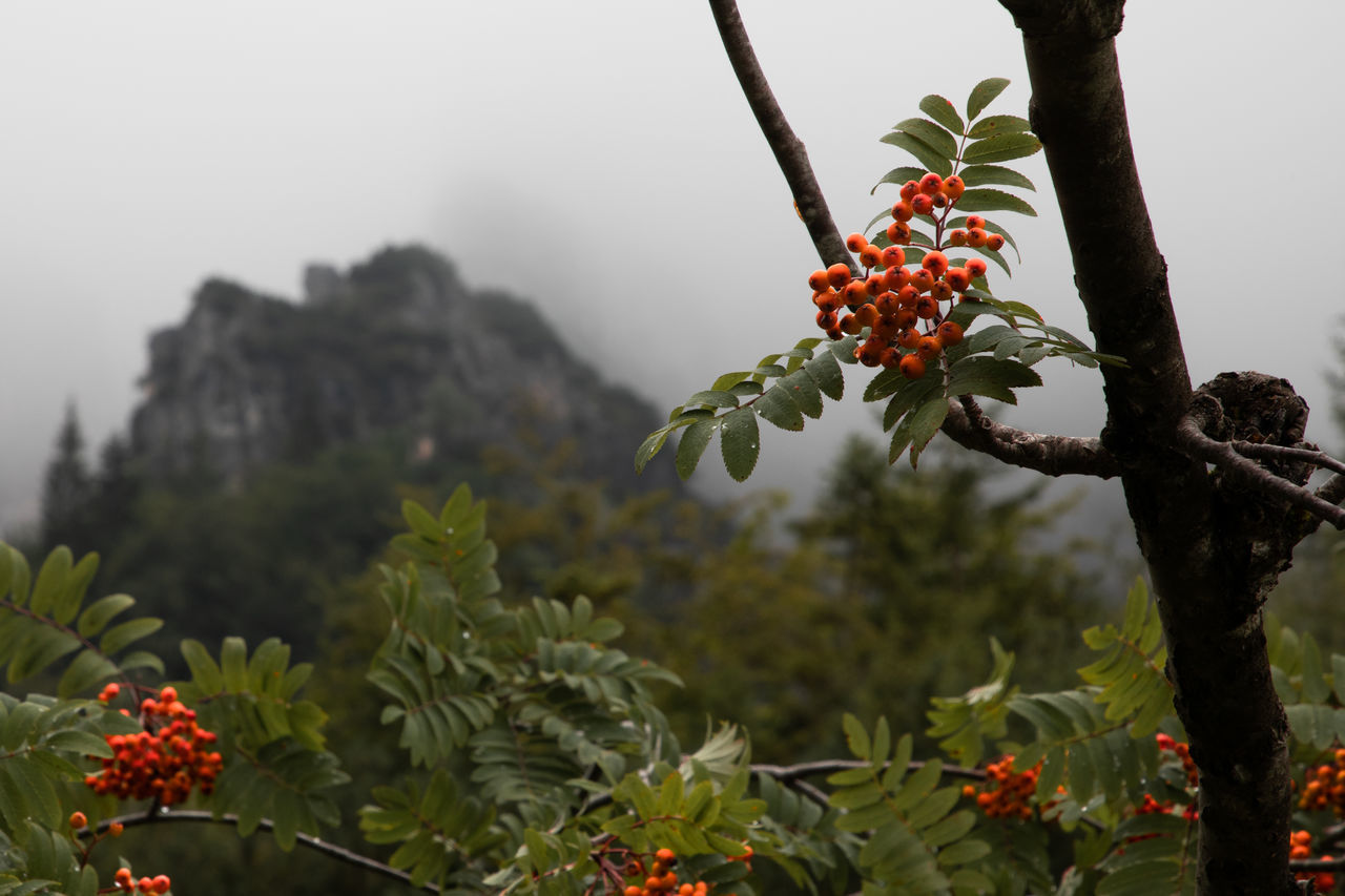 CLOSE-UP OF RED BERRIES ON TREE