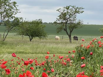 Scenic view of flowering plants on field against sky