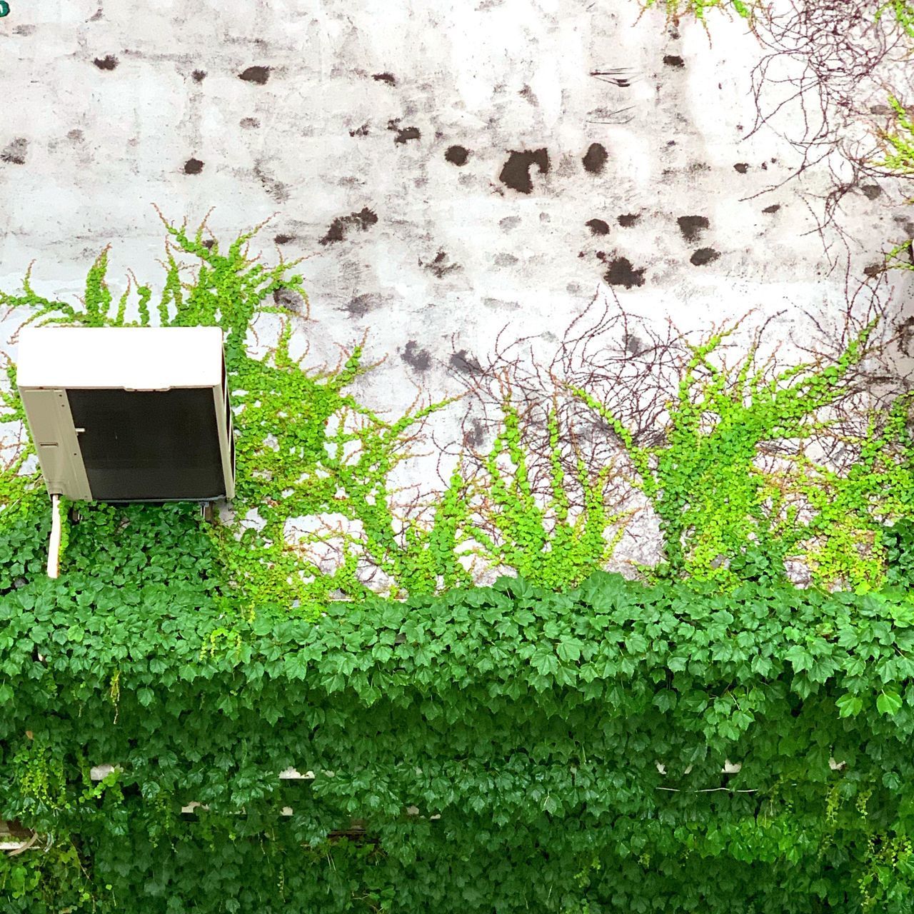 IVY GROWING BY WALL