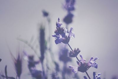 Close-up of purple flowers on tree