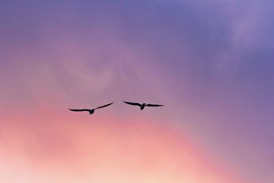 Low angle view of birds flying in sky
