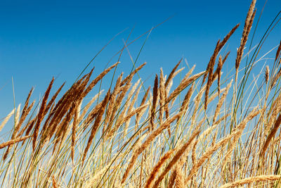 Low angle view of wheat growing on field against clear blue sky