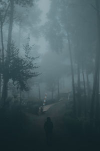 Rear view of silhouette person walking in forest