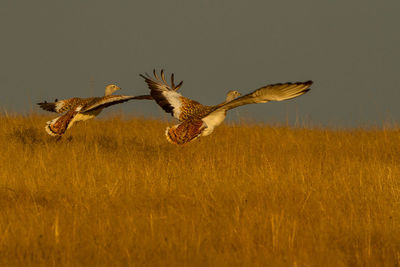 Birds flying over grassy land against clear sky at sunset