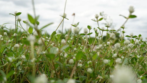 Close-up of white flowering plants on field