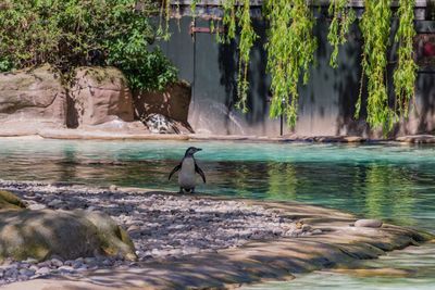 A humboldt penguin at the edge of a pool