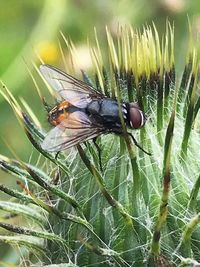 Close-up of fly on plant