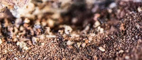 High angle view of insect on land