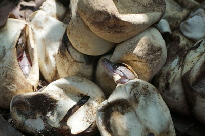 Close-up of crab