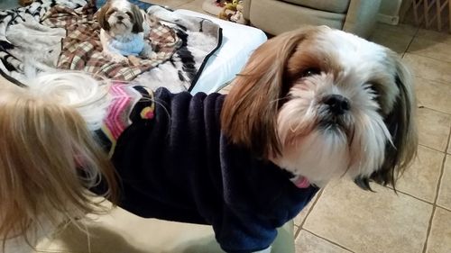 High angle portrait of dog