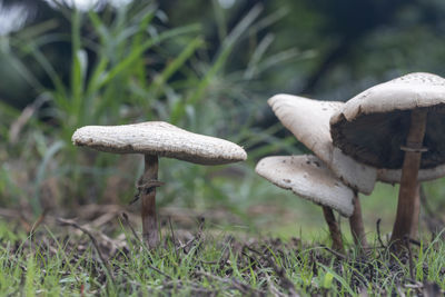 fungus