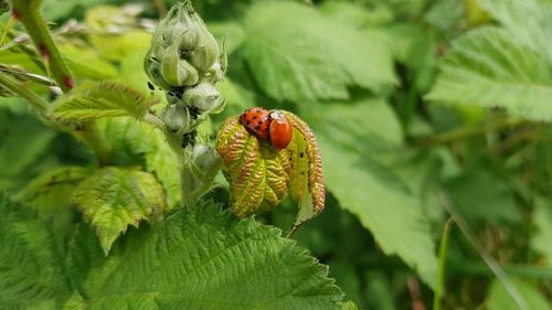 Close-up of insect on plant