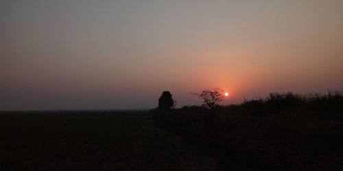 Silhouette trees on field against sky during sunset