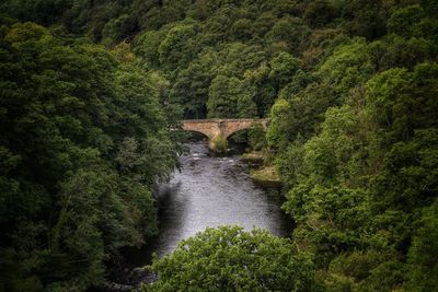 Arch bridge amidst trees in forest