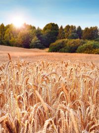 Scenic view of wheat field against sky