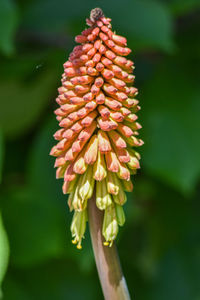 Close-up of flowering plant