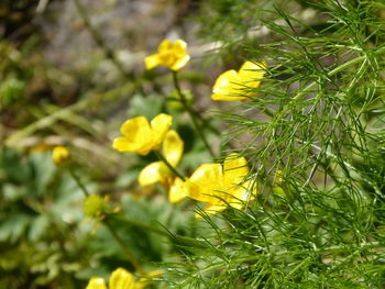 Close-up of yellow flowering plant