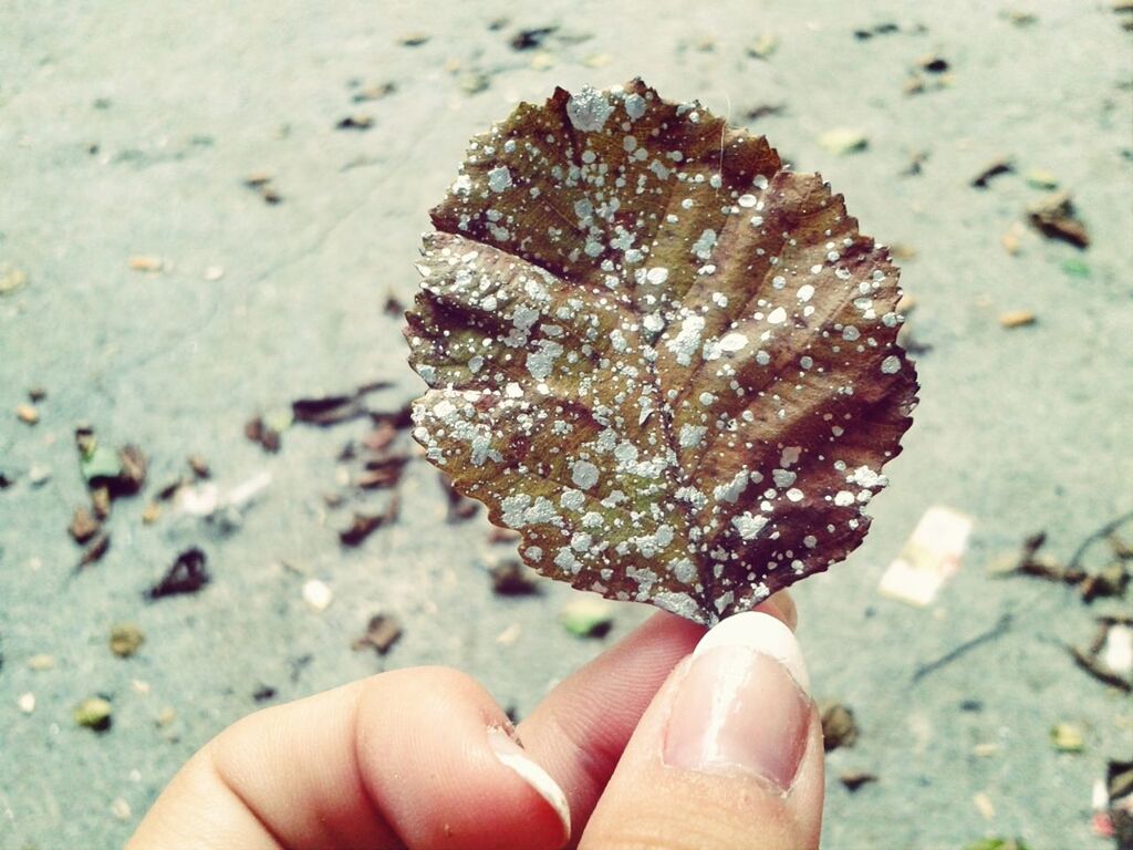 person, holding, part of, human finger, personal perspective, cropped, unrecognizable person, close-up, focus on foreground, lifestyles, leisure activity, beach, day, dry, outdoors, sweet food, seashell