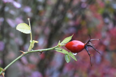 Close-up of red berries on tree