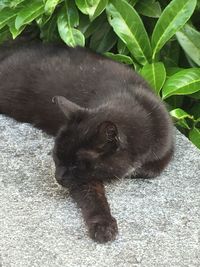 High angle view of black cat