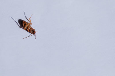 Close-up of insect on white background