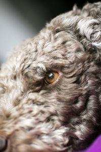 Close-up portrait of a dog