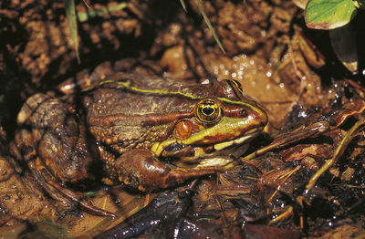 Close-up of frog in water