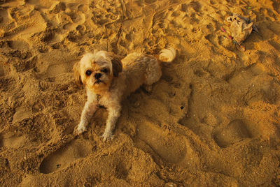 High angle view of dog on beach