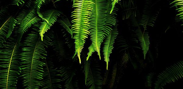 Close-up of palm tree leaves