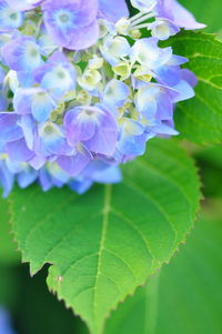 Close-up of purple flowers