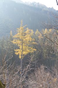 Scenic view of forest during winter