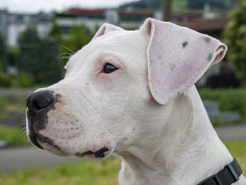 Close-up of a dog looking away