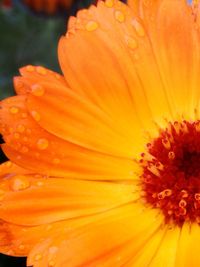 Close-up of yellow flower