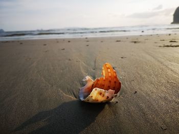 Close-up of shell on beach against sky