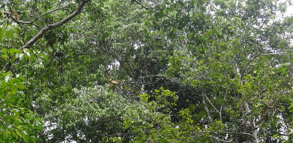 Low angle view of trees in forest