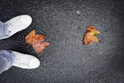 High angle view of autumn leaf on street