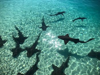 View of fish swimming in sea